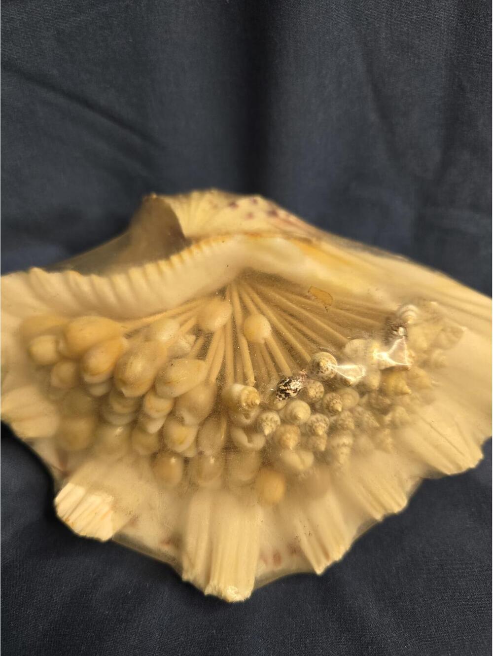 Vintage Sea Shell with Real Sea Shell Cocktail Picks / Hors d'oeuvres Picks